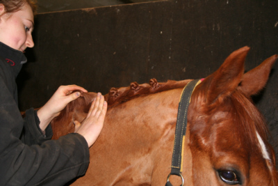 Plaiting a mane